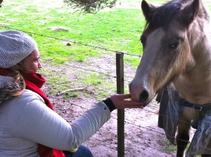 Feeding  horse